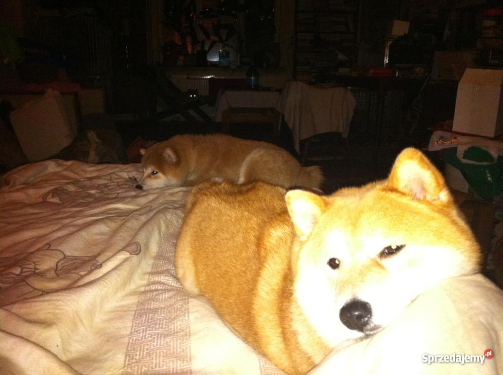 shiba inu szczenięta Marki