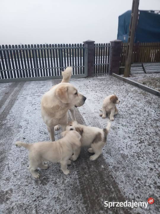 szczeniaki owczarek środkowoazjatycki pieski Owczarek Czarnożyły