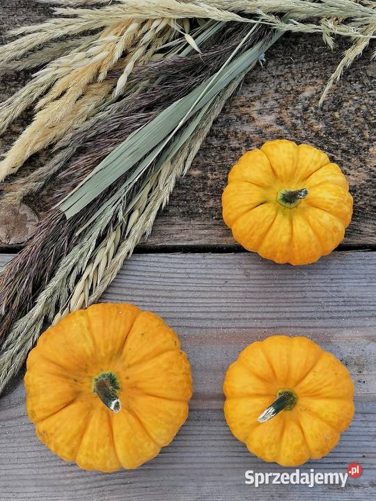 Białe Dynie Ozdobne Pozostałe Radom