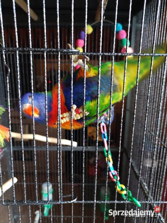 Lorysa teczowa Starogród sprzedam