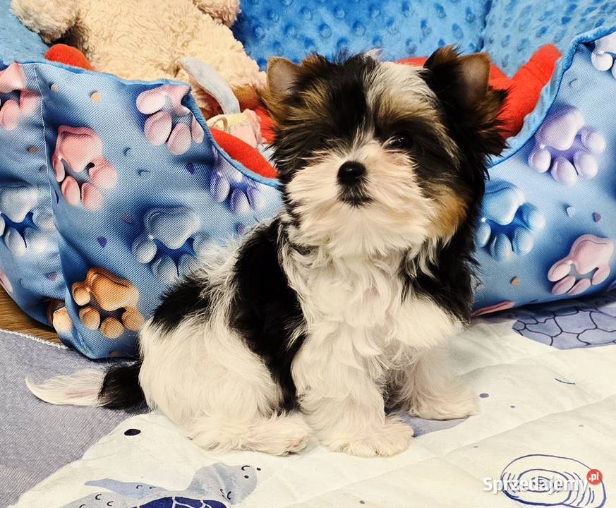 Prześliczna suczka Biewer Yorkshire Terrier Orzesze