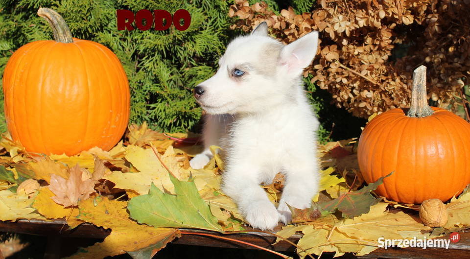 Siberian Husky Szczenięta Niebieskie Oczy Sochaczew