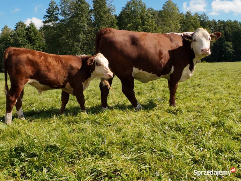 Byczki odsadki 100 Hereford
