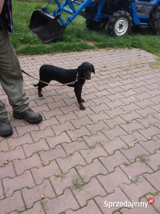 Suczka rasy gończy słowacki Zawoda