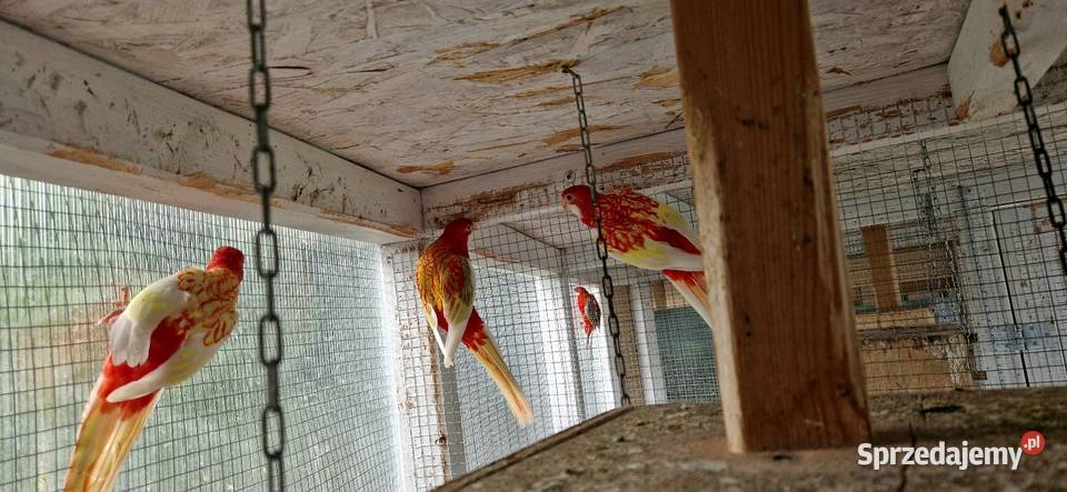 Rozelle Bialolice rubino Kórnik sprzedam