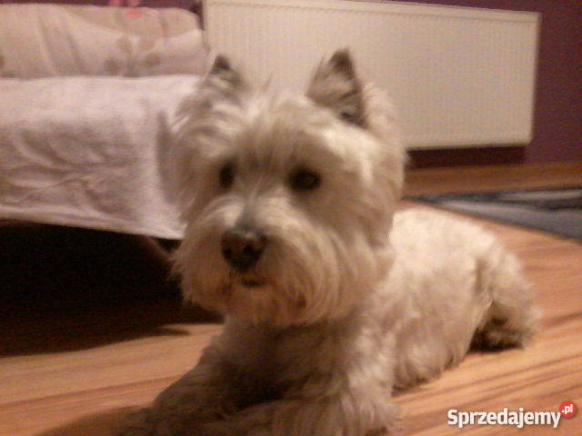 West Highland white terrier reproduktor Siewierz sprzedam