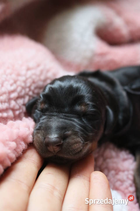 Doberman samiec ZKwPFCI lubuskie Gorzów Wielkopolski
