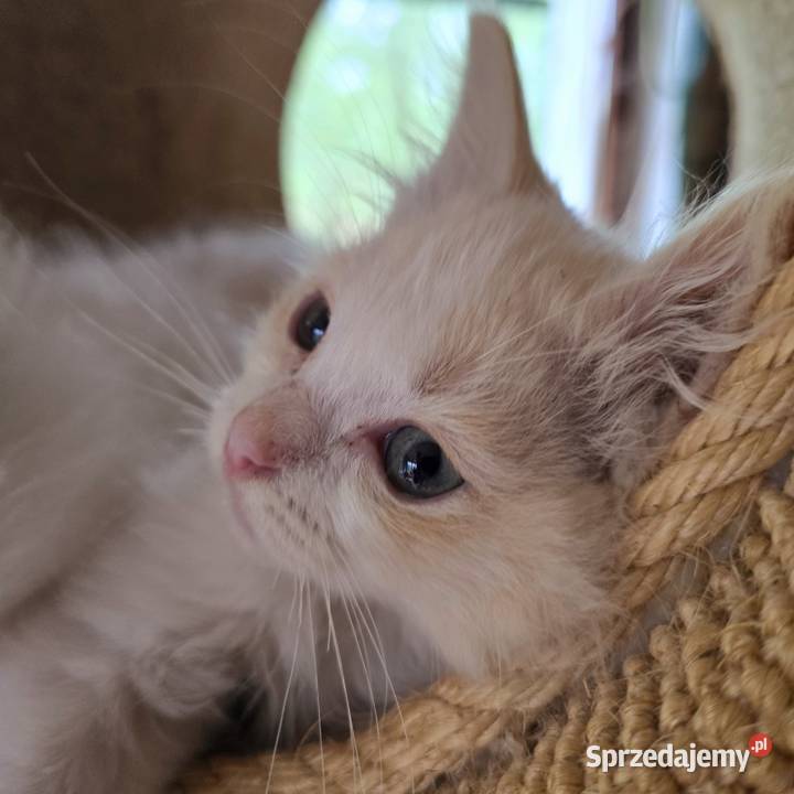 Ragdoll cherubim cremowy cynamonowy lubuskie Zielona Góra