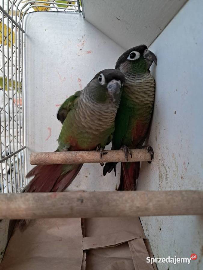 RudosterkiRudosterka Tryńcza