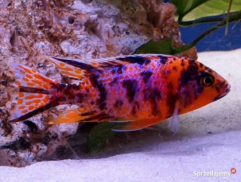 Aulonocara calico RED OB Pyszczak Pyszczaki Gdańsk