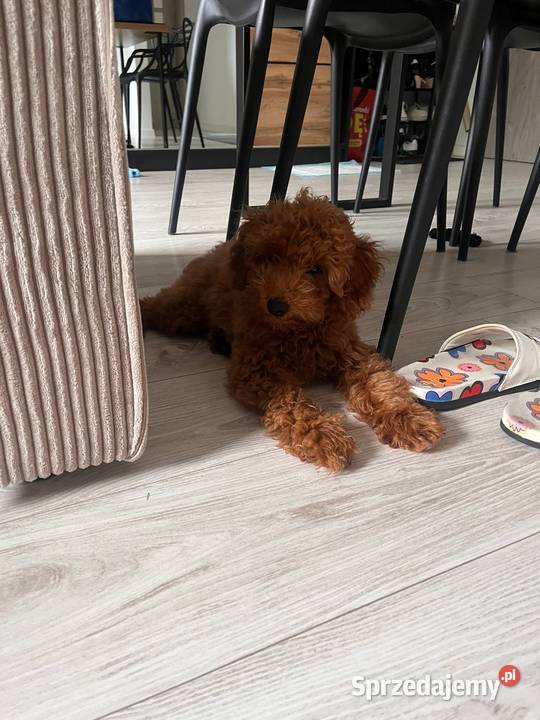 Suczka Pudelek Toy do odbioru badania genetyczne Koninko sprzedam