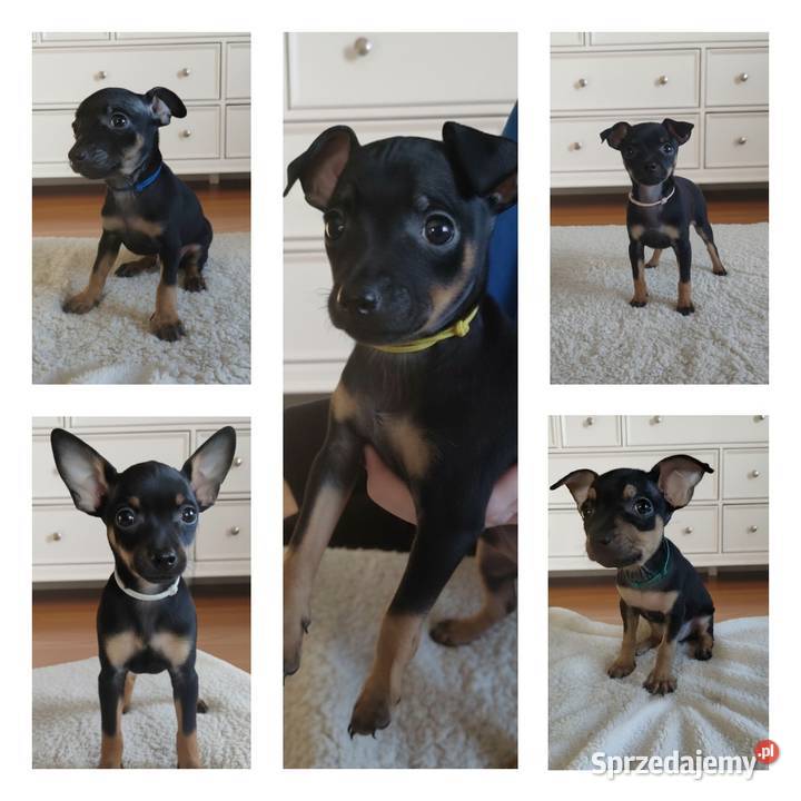 Pinczerki Pinczer Miniaturowy Zapowiedź Miotu