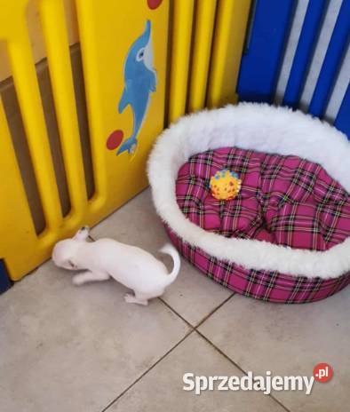 ChihuahuaCziłała śliczny biały piesek Chihuahua Częstochowa