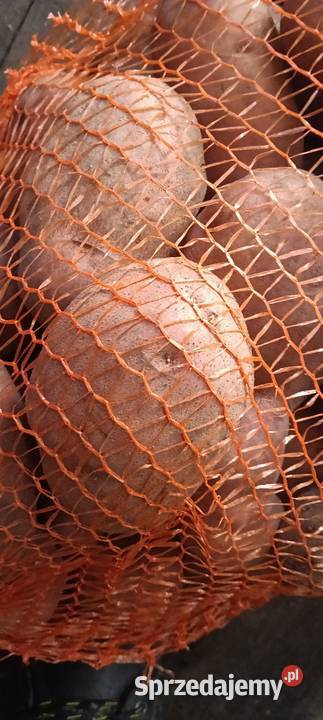 Ziemniak lubelskie Chełm