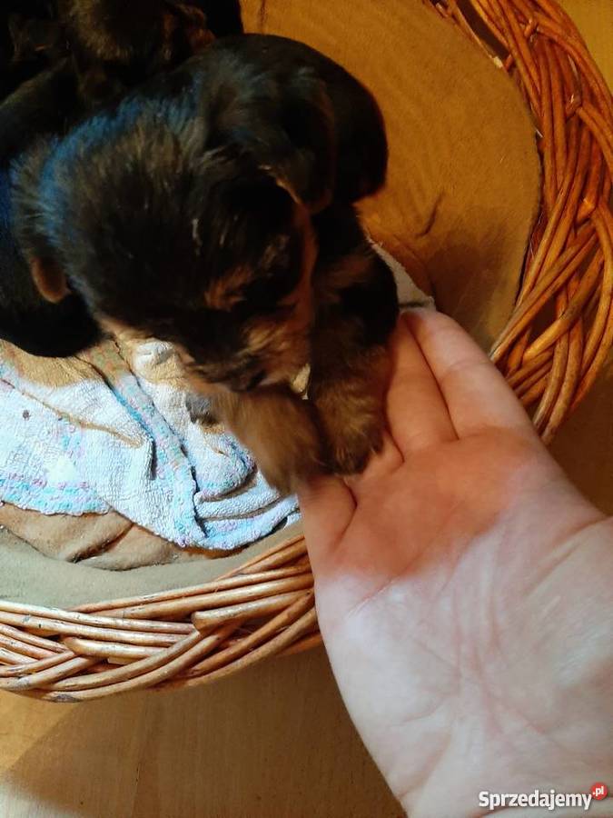 Okazja Yorkshire terrier Baniocha sprzedam
