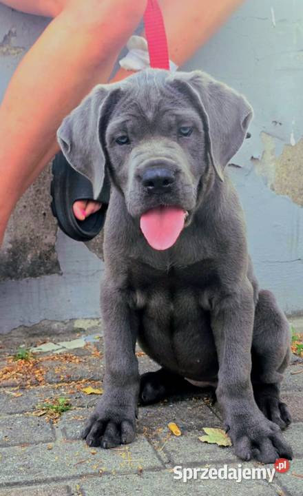 Cane Corso suczka mocno zbudowana Kluczbork