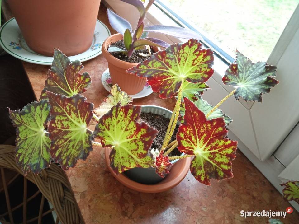 Piękne syngonium 10