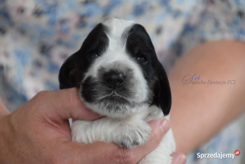 Cocker Spaniel Angielski szczenięta małopolskie Nowy Sącz