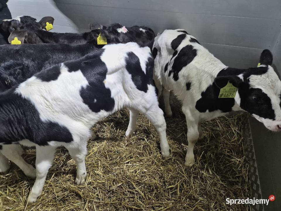 Byczki mięsne 60100 Kutno sprzedam
