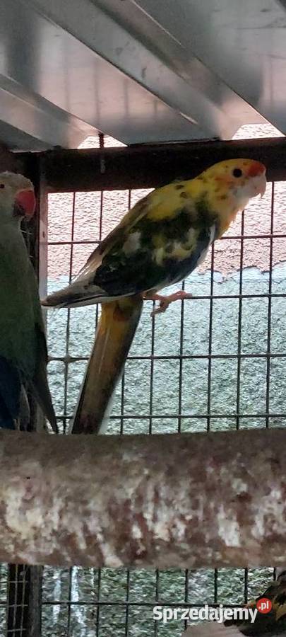 Rozela królewska szek samiec Wodzisław Śląski