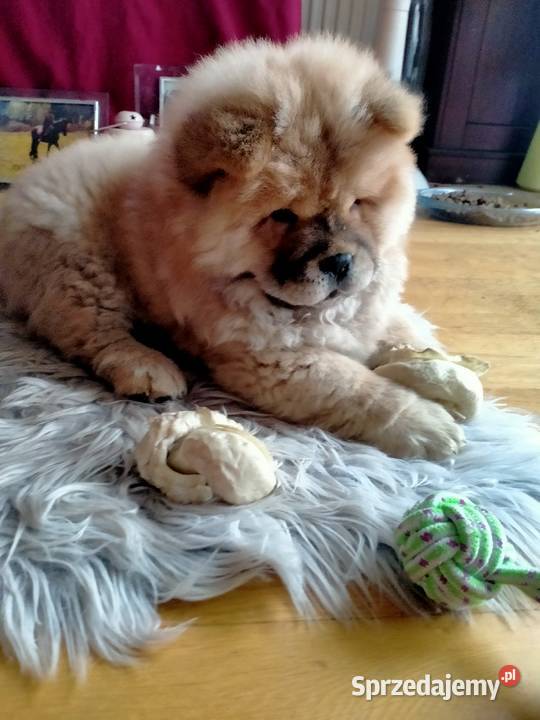 Piękny Piesek chow chow warszawa Zwierzęta sprzedam