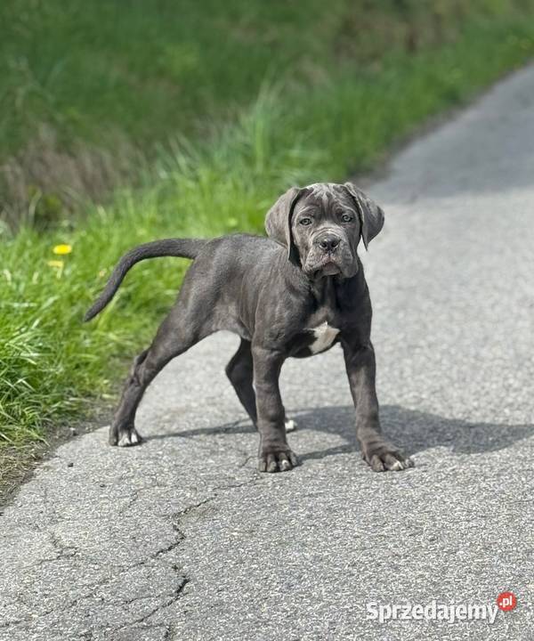 Piękna suczka cane corso z domowej hodowli Warszawa
