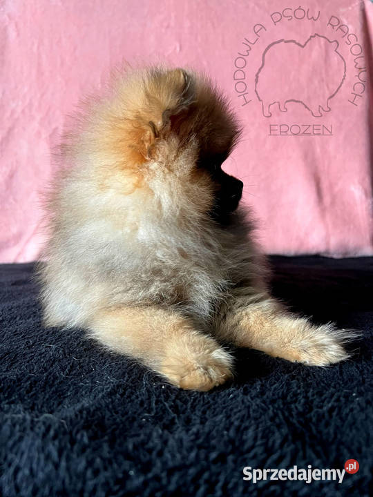 Szpic Miniaturowy Pomeranian suczki Łódź