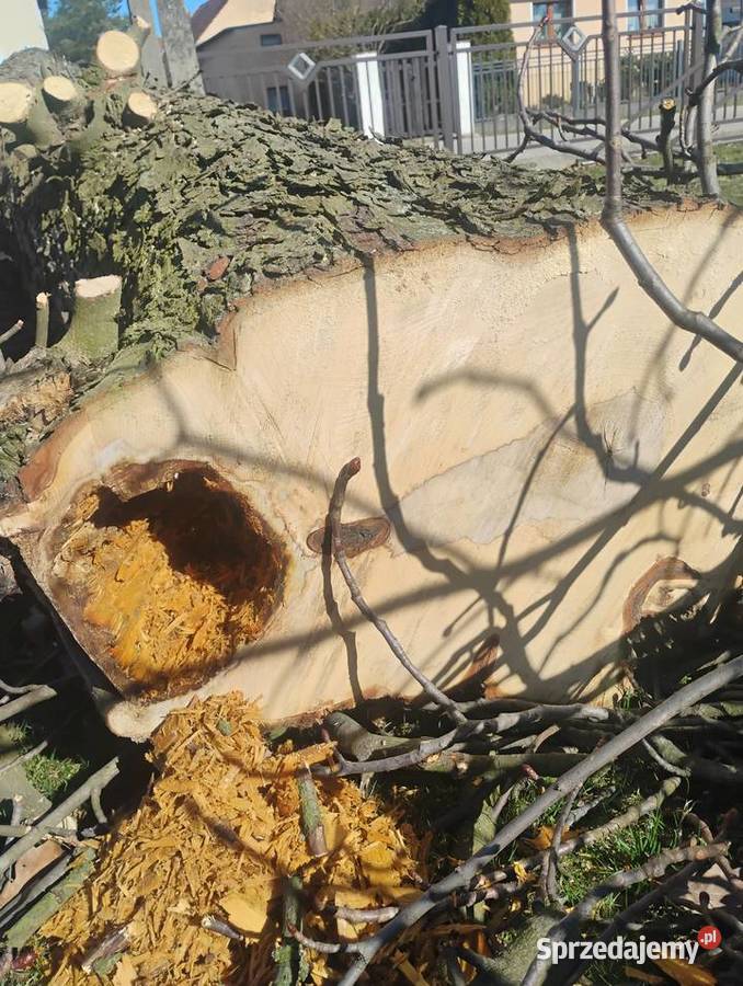 Kłoda kasztanowca kasztan monolit