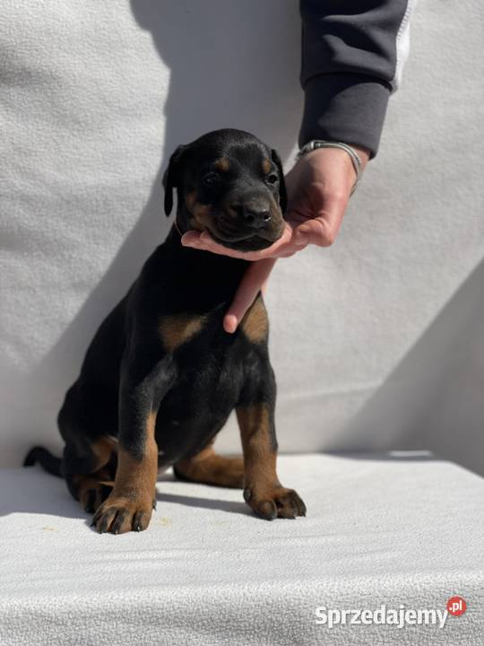 Doberman Piękne Szczenięta Walce