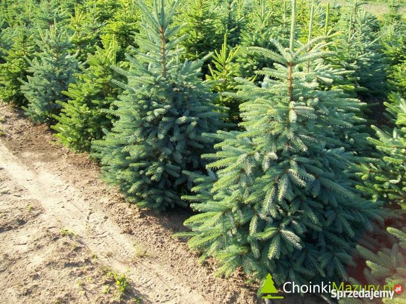 Plantacja świerka srebrnego choinki cięte kopane Nidzica sprzedam