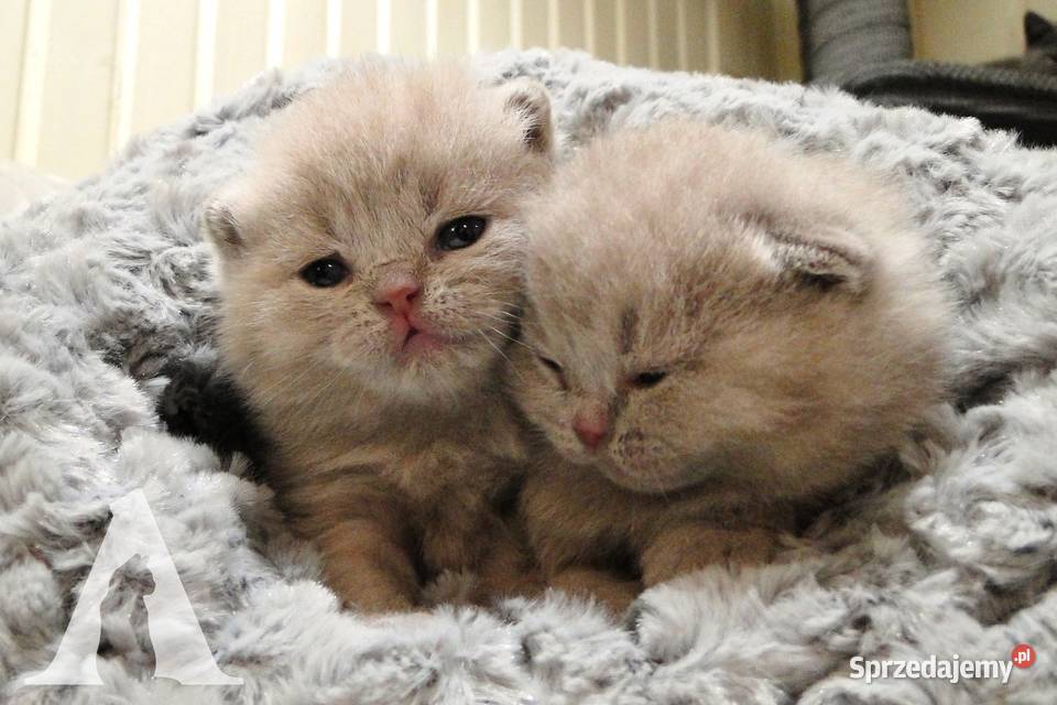 Koty brytyjskie krótkowłose kocurek liliowy FPL Koty Stara Kiszewa