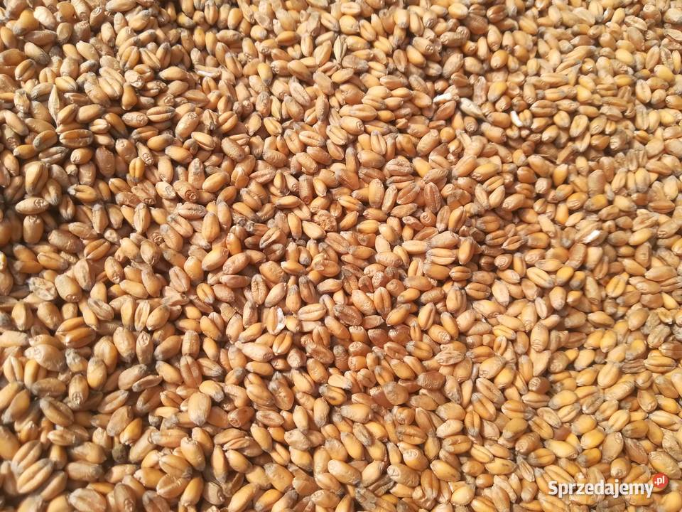 owies pszenicę i kukurydzę i ziemniaki sprzedam Rajcza