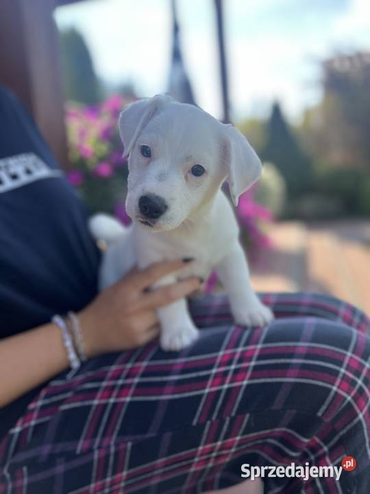 Jack Russell Terrier lubelskie Lubartów