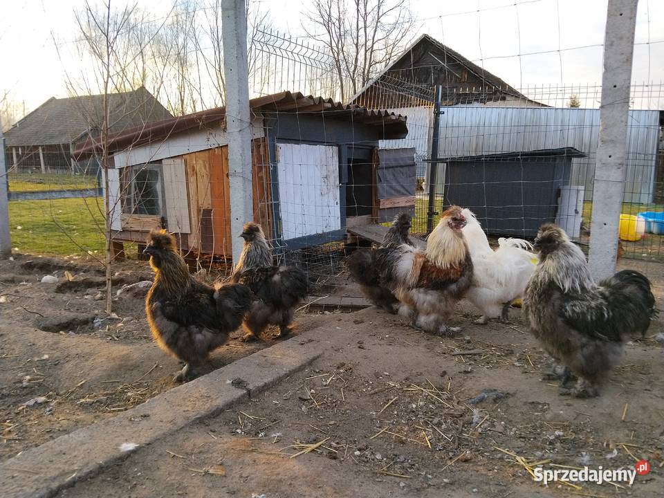 Koguty Silka PROMOCJA Drób i ptactwo Tarnobrzeg