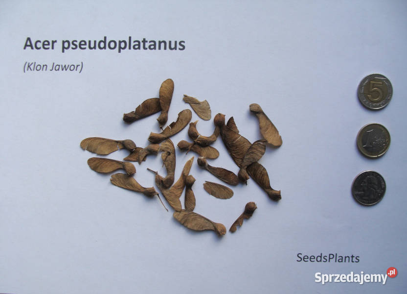 KLON JAWOR Acer pseudoplatanus NASIONA 50 sztuk kujawsko-pomorskie Lubanie