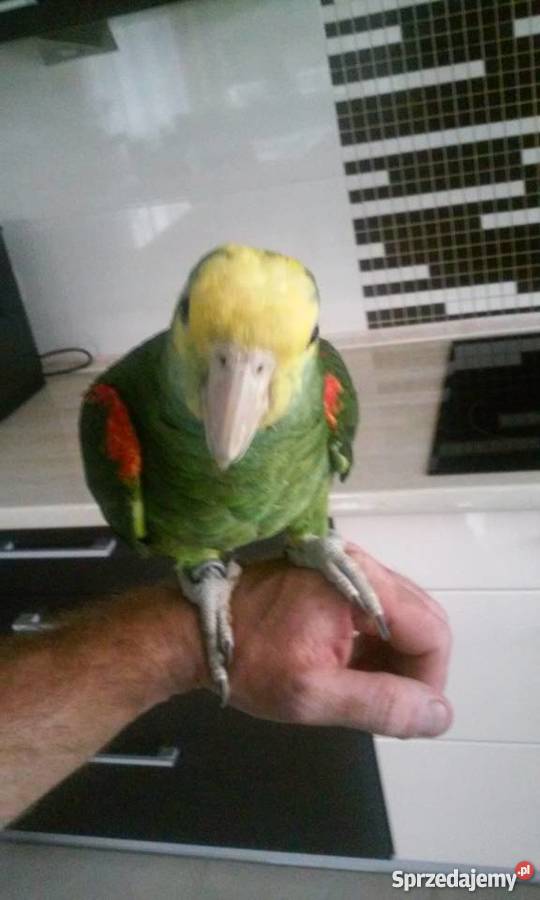 Sprzedam Amazonka Oratrix wielkopolskie Konin