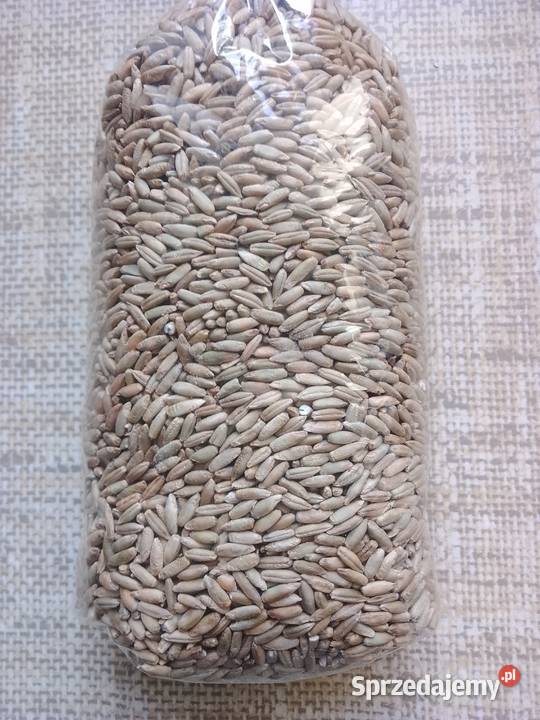 Żyto ekologiczne orkisz ekologiczny Harta sprzedam