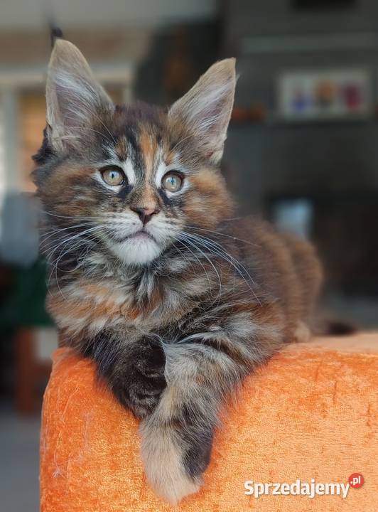 Maine Coon Kotka f22 Rodowód FPL Olkusz sprzedam