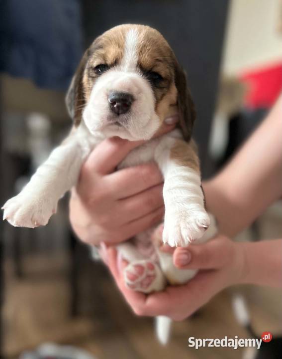 Beagle tricolor ZKwP sprzedam