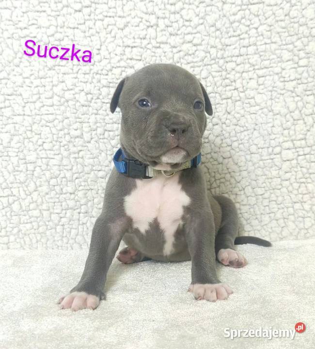 American staffordshire terrier Strzelniki