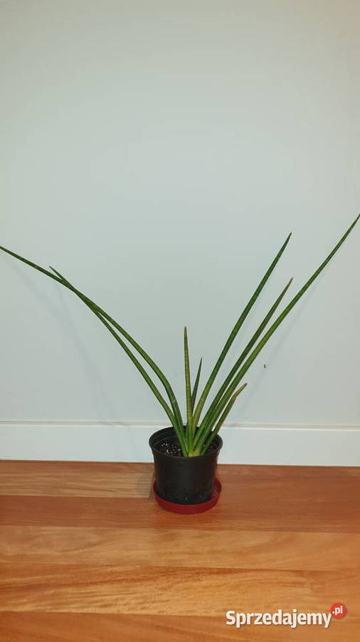 Sansewieria cylindryczna wysokość ponad 50 Warszawa