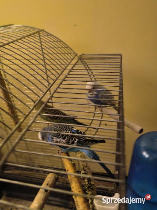 Papugi faliste Ryczów