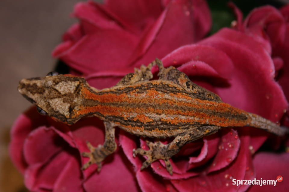 Gekon gargulcowy samica Gady i płazy śląskie Sosnowiec sprzedam