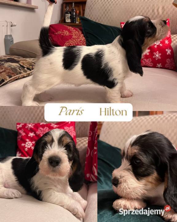 PBGV szczeniak petit basset griffon vendeen ZKWP