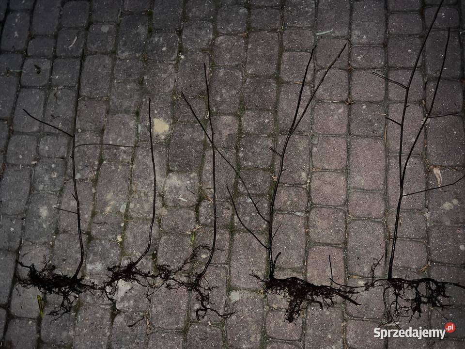 Czeremcha Pospolita sadzonki miododajne
