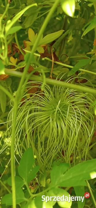 Bill MacKenzie powojnik clematis pnącze Pozostałe małopolskie Nowy Sącz