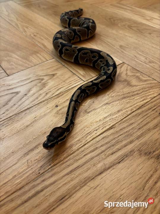 Pyton królewski z terrarium Zagościniec