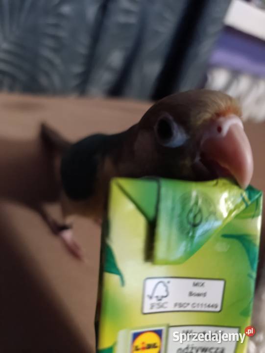 Rudosterki szukają nowego dobrego domku z całym Katowice