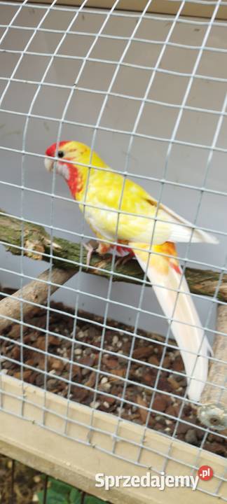 Rozelle królewskie białolice Nowe Grobice sprzedam