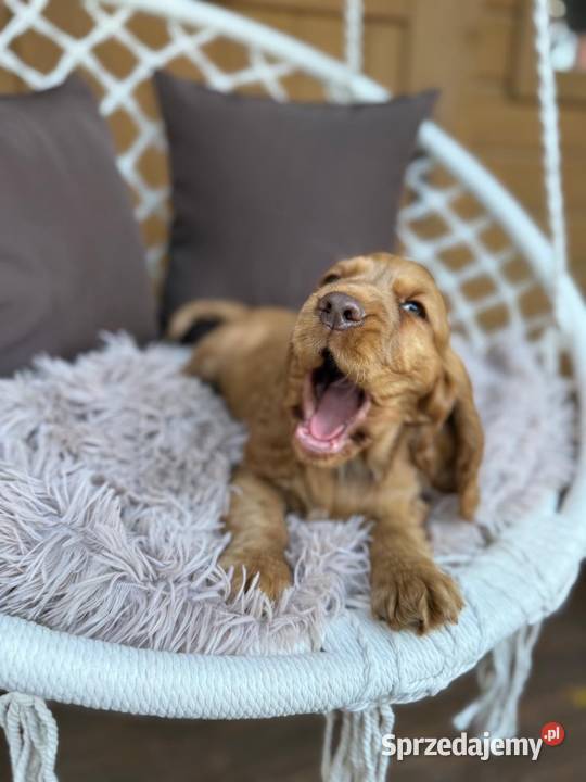 Wyjątkowy Piesek Cocker Spaniel Angielski złoty mazowieckie Warszawa